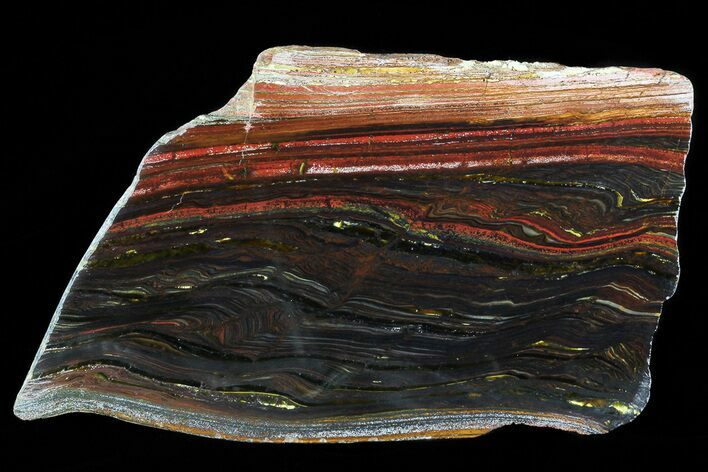 Polished Tiger Iron Stromatolite - ( Billion Years) #75855